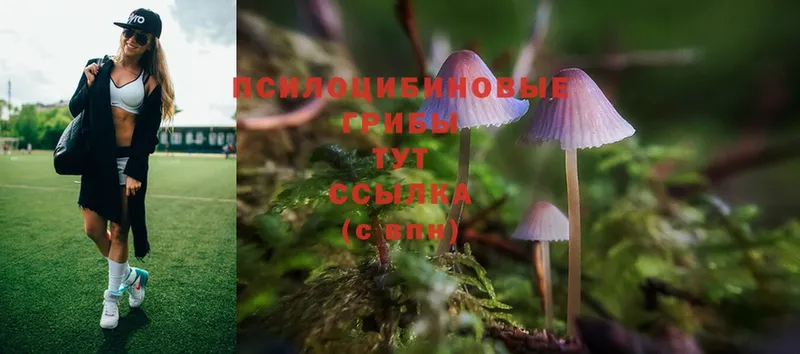 Псилоцибиновые грибы Psilocybe  продажа наркотиков  hydra рабочий сайт  Серпухов 